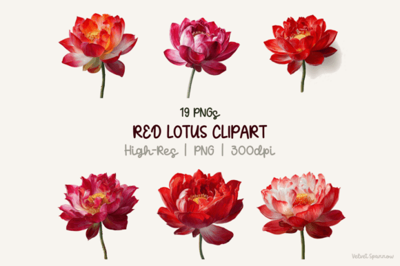 Download Red Lotus Clipart 19 Png - Clip Collection