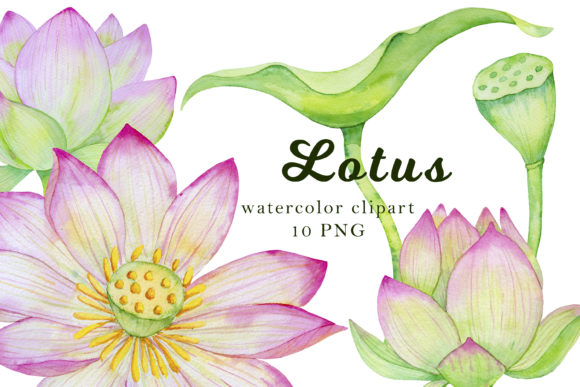 Download Lotus Clipart, Watercolor Flowers - Clip Collection