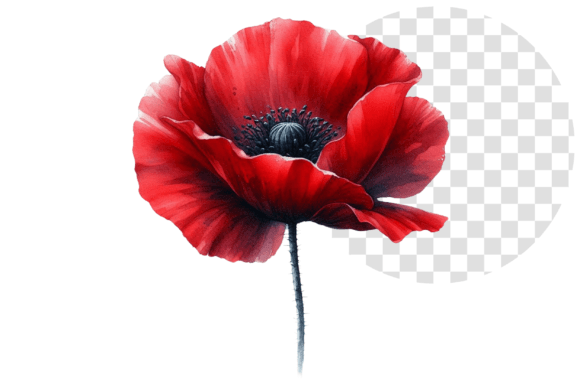 Download Poppify Watercolor Red Poppy Clipart - Red poppy clipart Collection