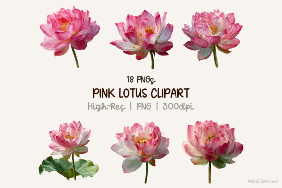 Download Pink Lotus Clipart - Clip Collection