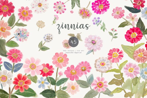 Download Watercolor Zinnia Clipart Set - Clip Collection