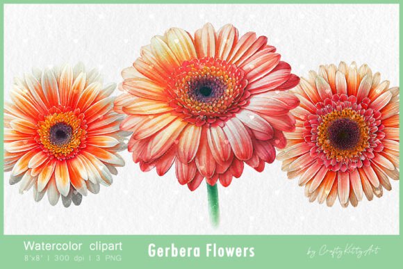 Download Gerbera Daisy Flower Watercolor Clipart - Clip Collection