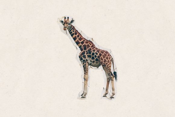 Download Giraffe PNG Clipart, Giraffe Collage - Clip Collection