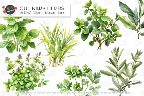 Download Culinary Herbs Watercolour Clipart - Clip Collection